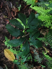 Xanthosoma helleborifolium