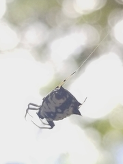 Micrathena saccata
