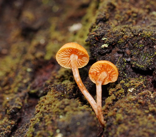 Gymnopilus eucalyptorum