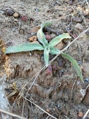Tradescantia subacaulis