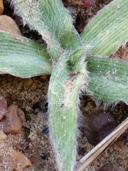 Tradescantia subacaulis