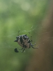 Micrathena saccata