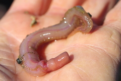 Glyceridae