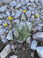 Crepis occidentalis