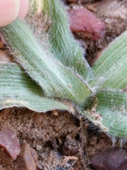 Tradescantia subacaulis