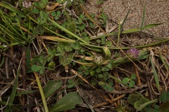 Trifolium barbigerum