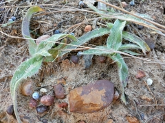 Tradescantia subacaulis