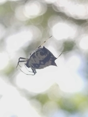 Micrathena saccata