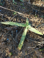 Tradescantia subacaulis
