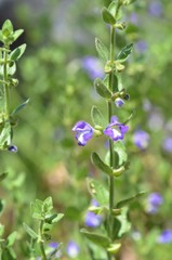 Scutellaria potosina