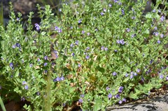 Scutellaria potosina