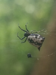 Micrathena saccata
