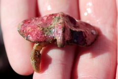 Cryptolithodes typicus