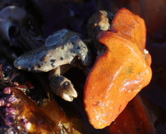 Cryptolithodes typicus