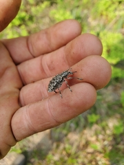 Ithycerus noveboracensis