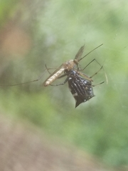 Micrathena saccata