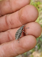 Ithycerus noveboracensis