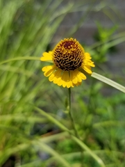 Helenium drummondii