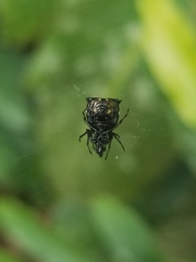 Micrathena saccata