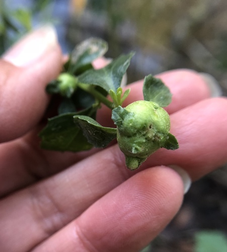iNaturalist observation photo of Coyote Brush Bud Gall Midge