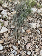 Astragalus atratus