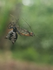 Micrathena saccata