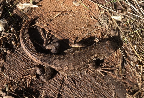 iNaturalist observation photo of Western Fence Lizard
