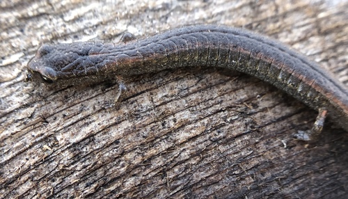 iNaturalist observation photo of California Slender Salamander