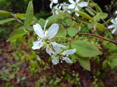 Amelanchier × neglecta