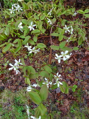 Amelanchier × neglecta