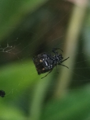 Micrathena saccata