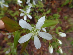 Amelanchier × neglecta