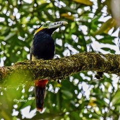 Selenidera maculirostris