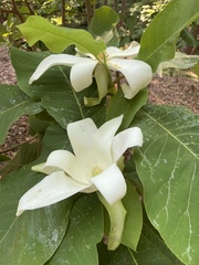 Magnolia tripetala