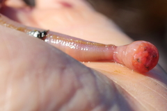 Glyceridae
