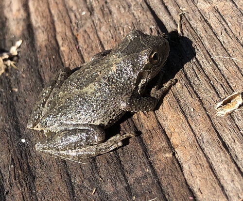 iNaturalist observation photo of Pacific chorus frog