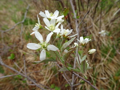 Amelanchier × intermedia