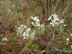 Amelanchier × intermedia