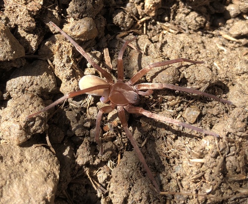iNaturalist observation photo of Rocky Canyon Spiders