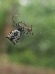 Micrathena saccata