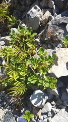 Coprosma serrulata