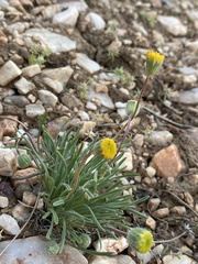 Erigeron bloomeri bloomeri