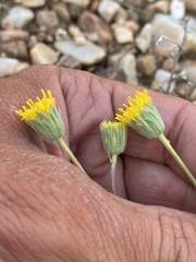 Erigeron bloomeri bloomeri