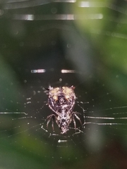 Micrathena saccata