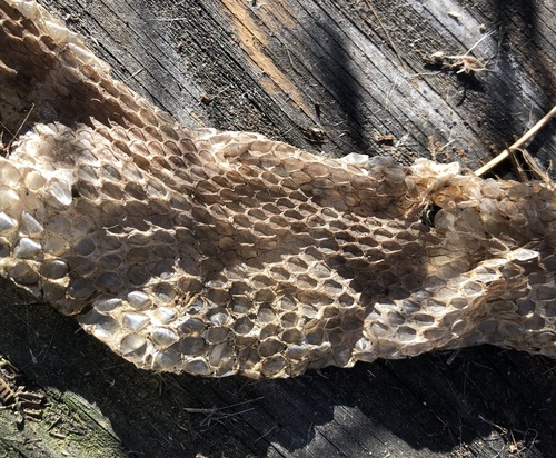 iNaturalist observation photo of Northern Pacific Rattlesnake