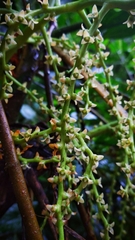 Chamaedorea linearis