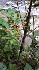 Chamaedorea linearis