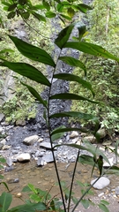 Chamaedorea linearis