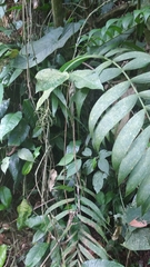 Chamaedorea linearis