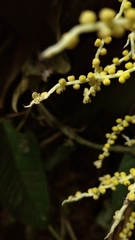 Chamaedorea linearis